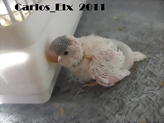 3 pollo  23-2-11