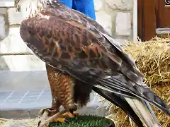 guila Ferruginosa 2