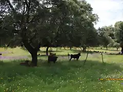 005, ochenta aojos a la sombra, marca