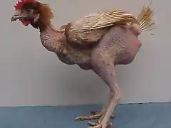 gallina_destruida