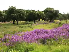 001, en la parrilla alta 1, marca