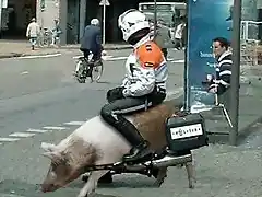 cerdo-moto