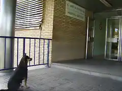 Perro esperando a su amo en puerta del Hospital