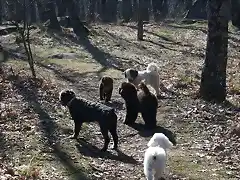 Runa, Greta, Quillo, Noa y Budy