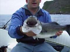 lubina 2,9 kilos lubina 2,9 kilos