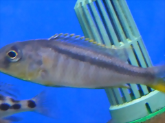 Buccochromis rhoadesii Buccochromis rhoadesii