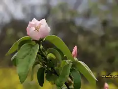 16, flor del membrillo, marca