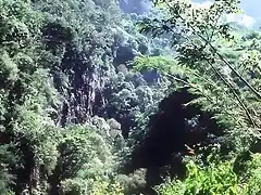 bosques cubanos - copia