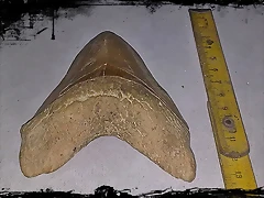 tib