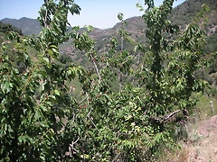 almedijar 091
