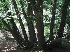 almedijar 113 almedijar 113