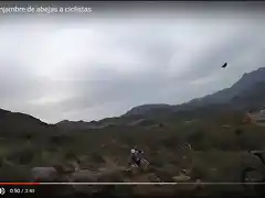 ataque abejas2