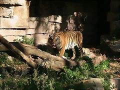 Zoo de Barcelona 05-11-10 061 Zoo de Barcelona 05-11-10 061
