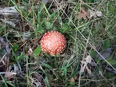 Amanita-2