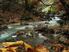 Río en el otoño Río en el otoño