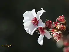 05, almendro en flor1, marca3