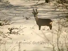 Ciervo en la nieve