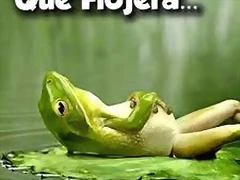 pachorra pachorra
