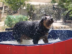 piscina2 piscina2