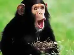 La monera del mono
