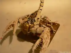 scorpion