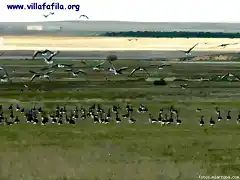 Ansares en la Reserva de Villaffila