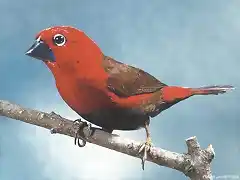 pajaro de ana 2