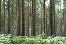 medioambiente arboles