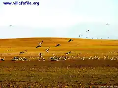 Ansares en la Reserva de Villaffila