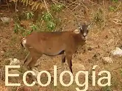 Ecologa