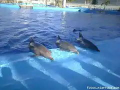 delfines