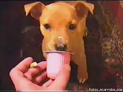 petisuis petisuis