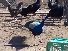 mi pavo real