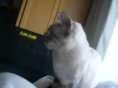 El perfil de mi gatino