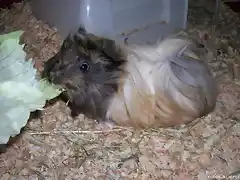 Kiskilla comiendo lechuga