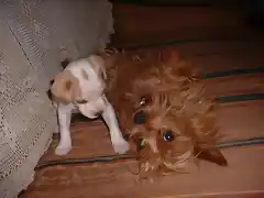 Buffy y Canela jugando en el sofa.