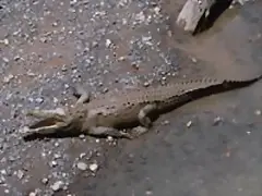lagarto