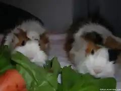 Gorditos comiendo ensalada