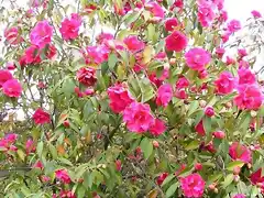camellia reticulata CAPTAIN RAWES