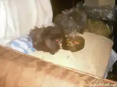 mi ro comiendo toalla1