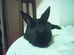 encima de la mesa durmiendo un sitio perfecto