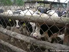 muuuuu