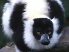 lemur