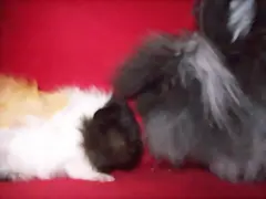galletita y curro