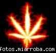 hoja ardiente hoja ardiente