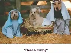 navidad