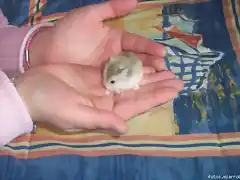 Uno de mis hamstercillos