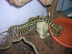 morelia spilota chiney , una preciosidad