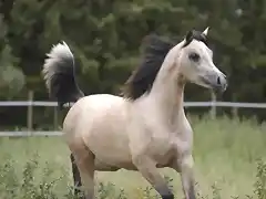 caballo