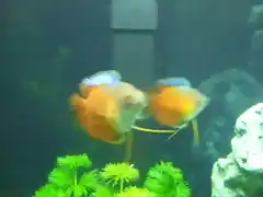 gouramis